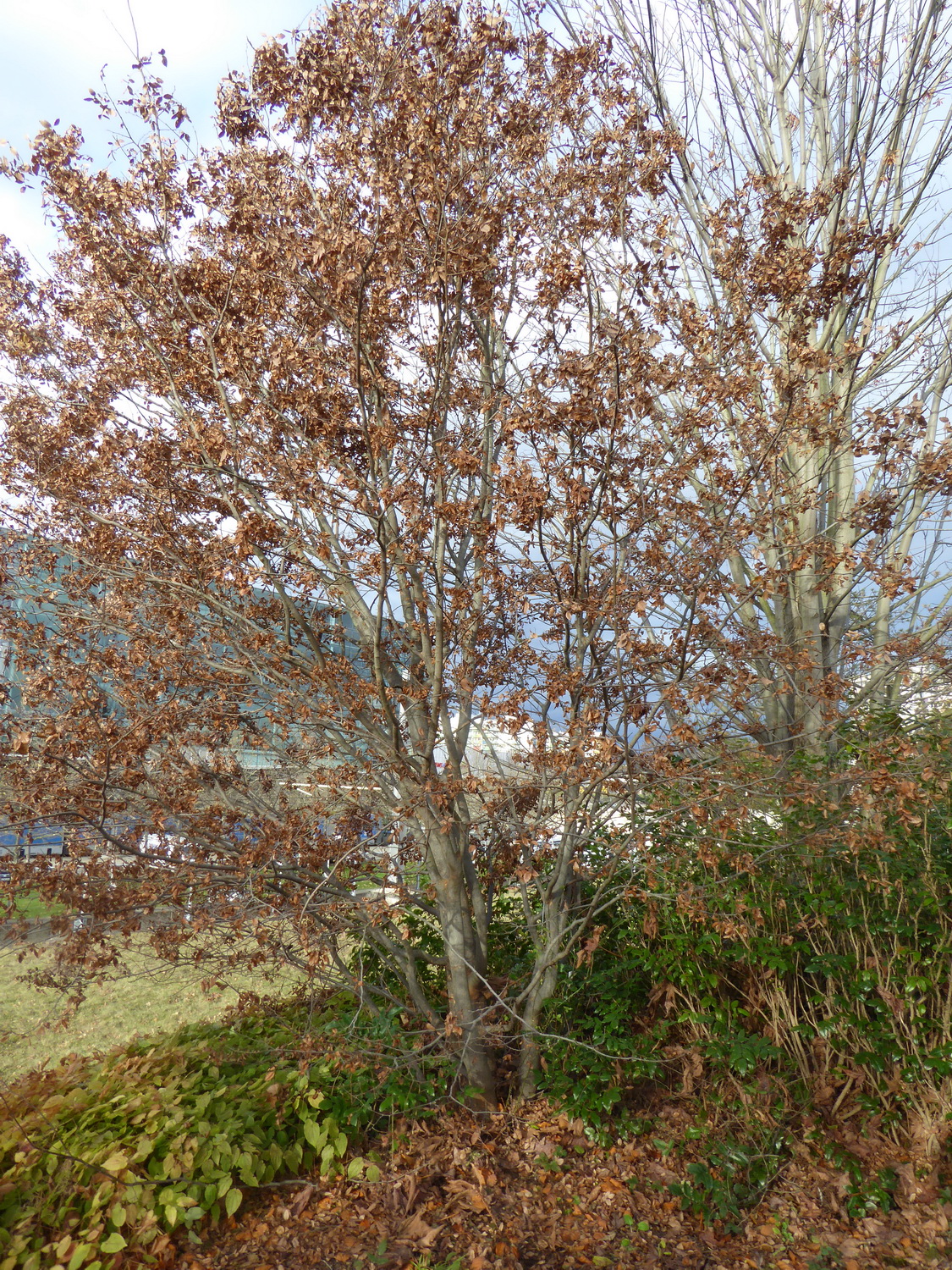 Zelkova carpinifolia - Dresden Botanischer Garten - November 2016