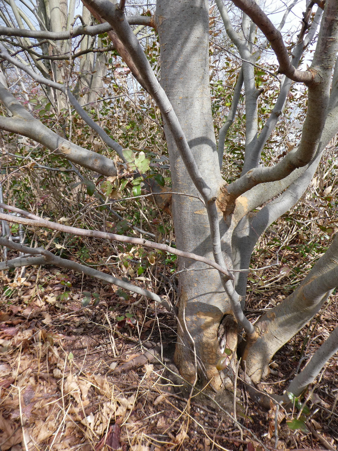 Zelkova carpinifolia - Dresden Botanischer Garten - April 2018