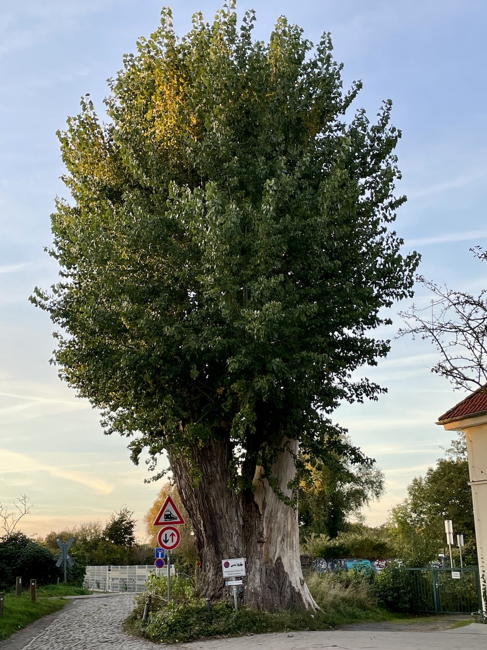 Populus nigra - Greifswald - Oktober 2025