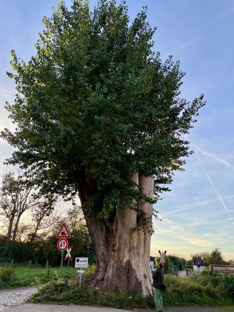 Populus nigra - Greifswald - Oktober 2025