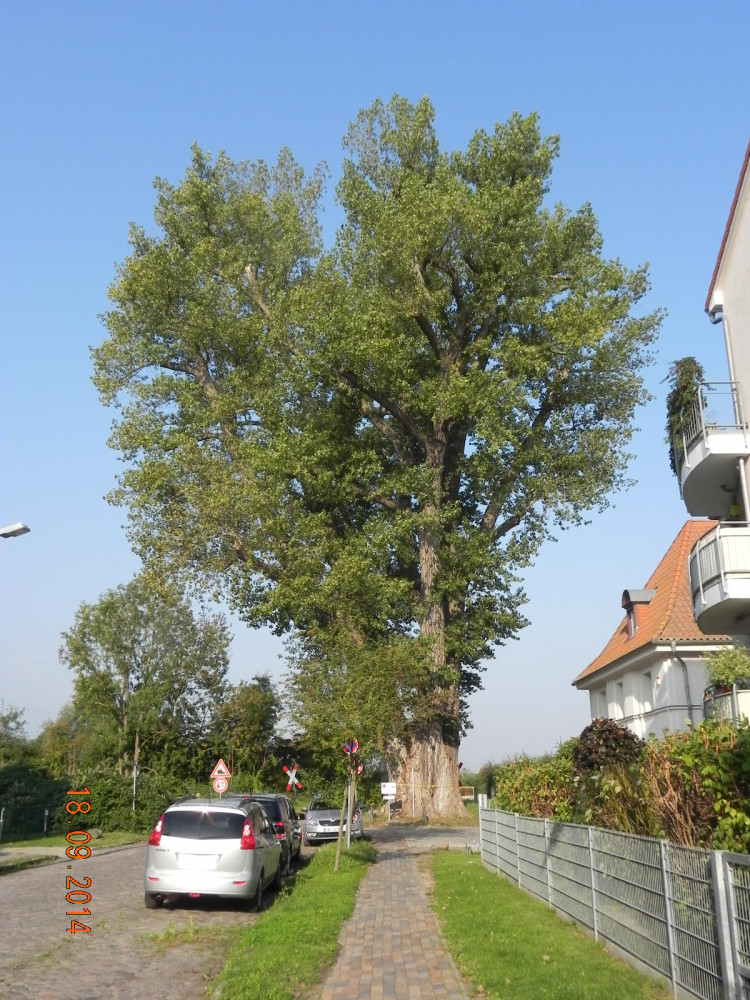 Populus nigra - Greifswald - 2014