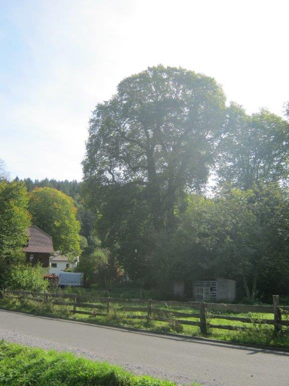 Ulmus glabra - Ilmenau - 2014