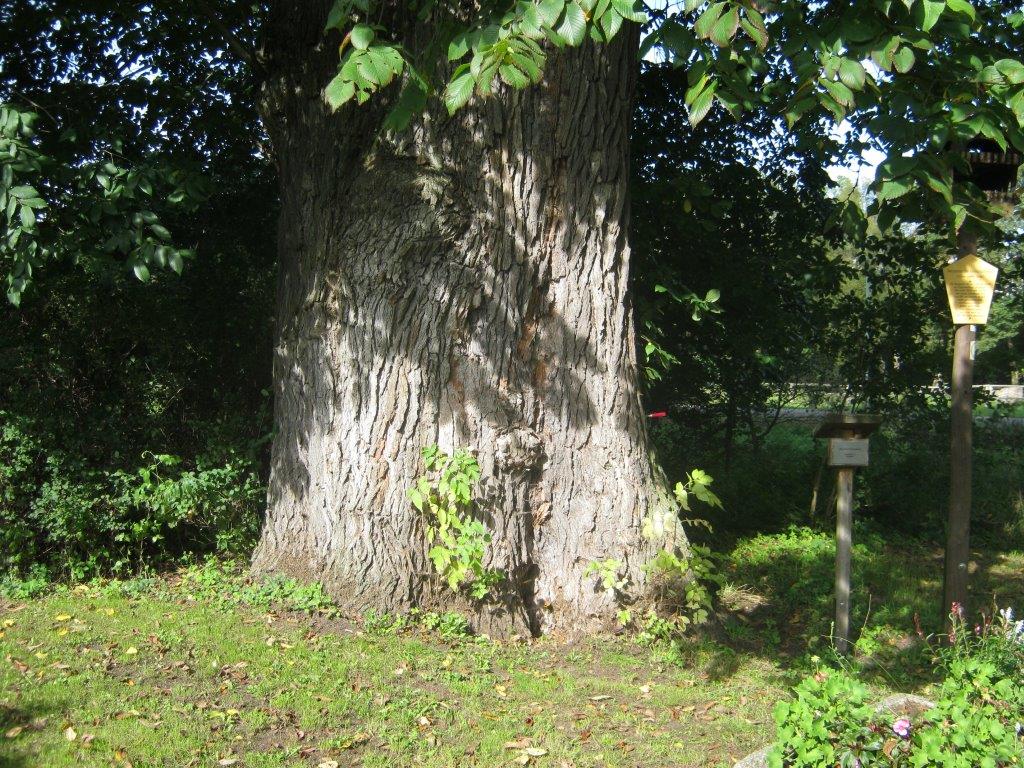 Ulmus glabra - Ilmenau - 2014