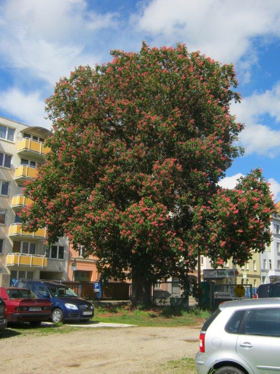 Aesculus x carnea - Gera - 2014
