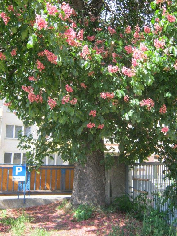 Aesculus x carnea - Gera - 2014