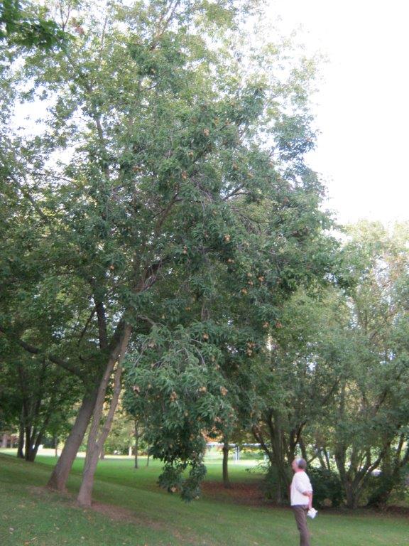 Aesculus glabra - Gera - 2014