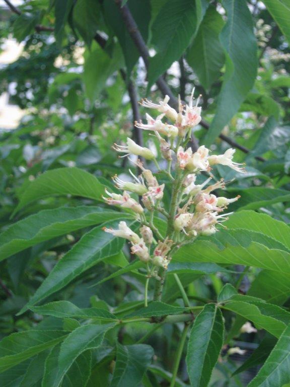 Aesculus glabra - Gera - 2014