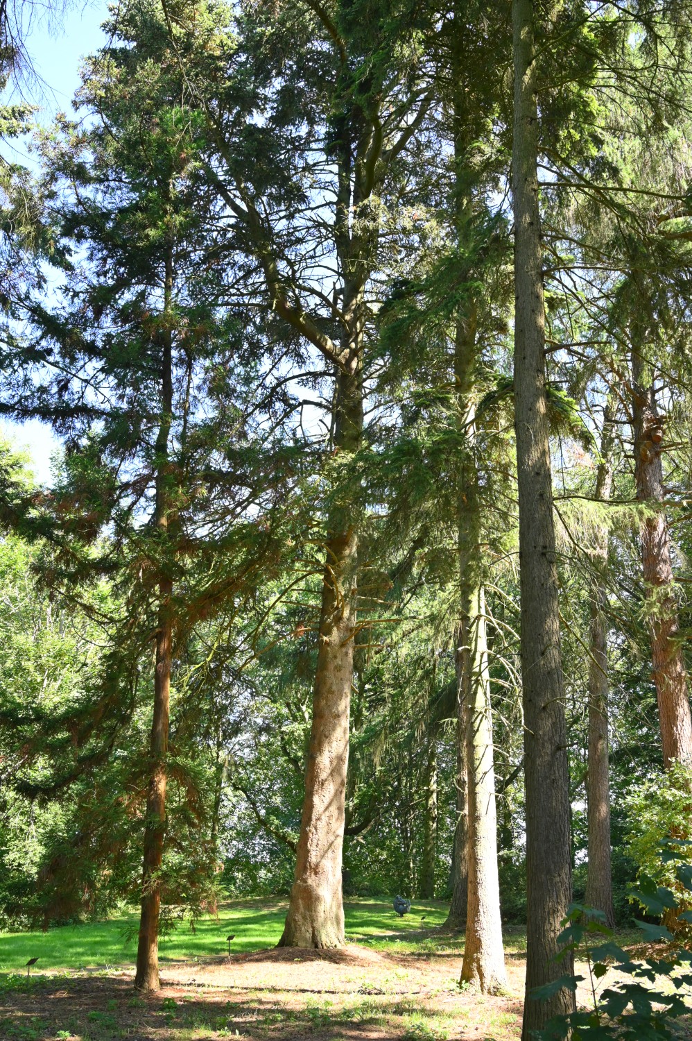 Abies cephalonica - Hohen-Niendorf - August 2022