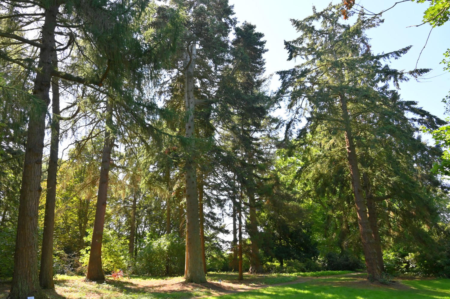 Abies cephalonica - Hohen-Niendorf - August 2022