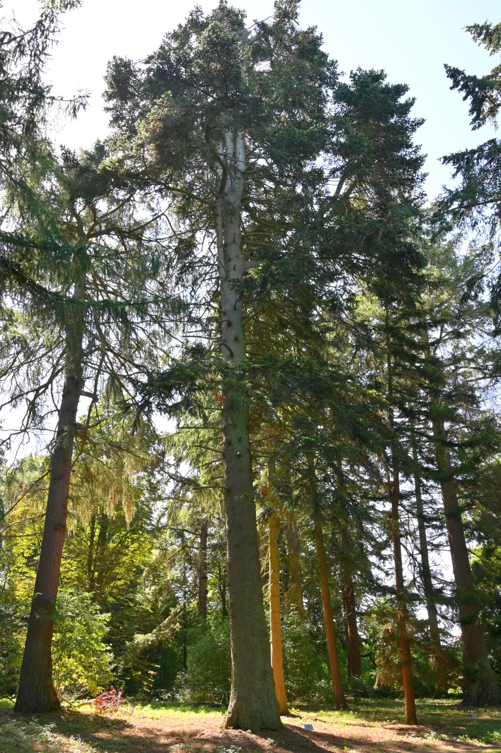 Abies cephalonica - Hohen-Niendorf - August 2022