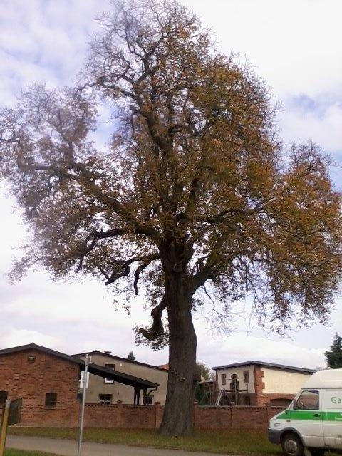 Aesculus hippocastanum - Seetz - 2014