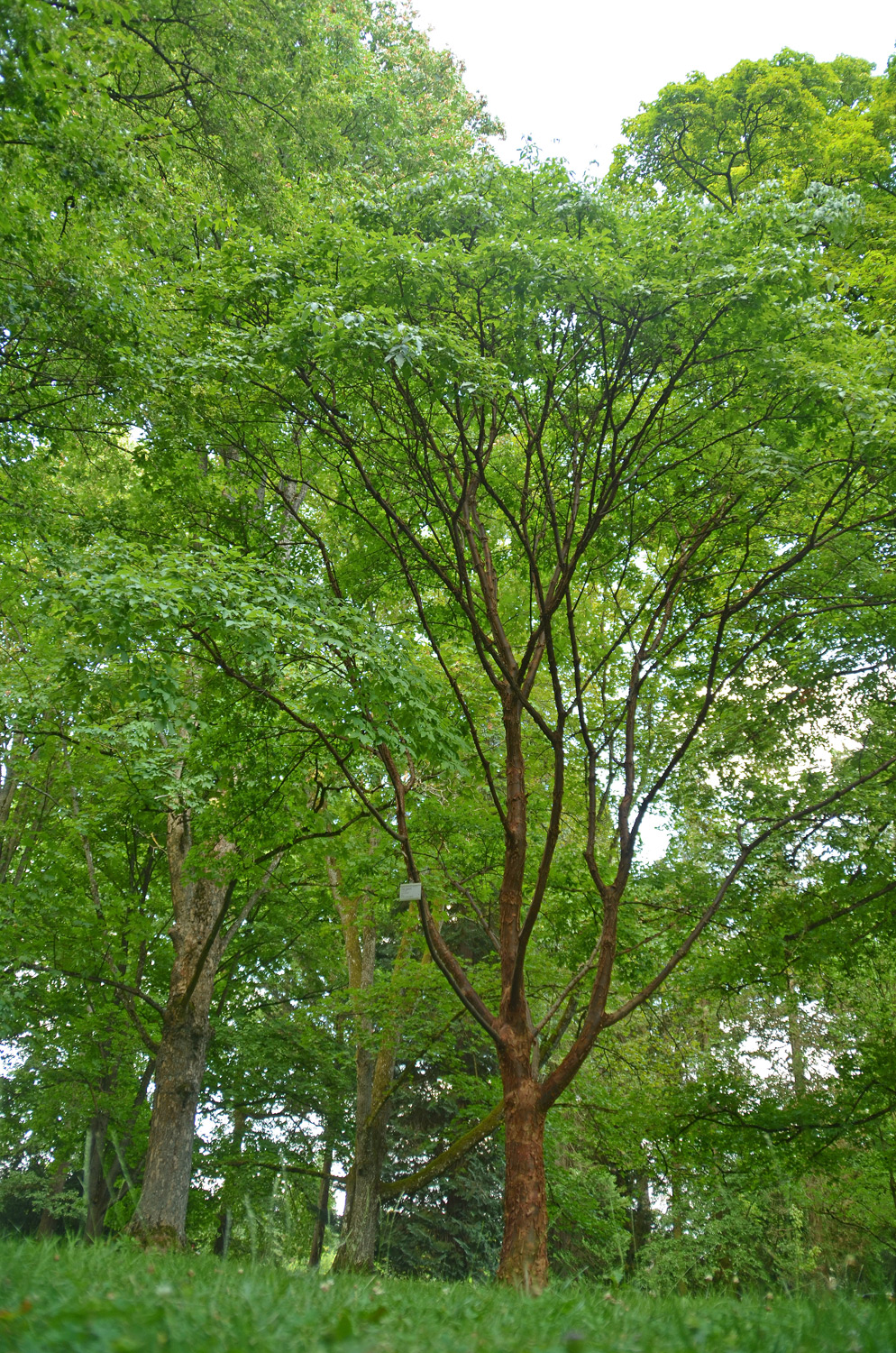 Acer griseum - Stuttgart-Hohenheim - Juli 2023