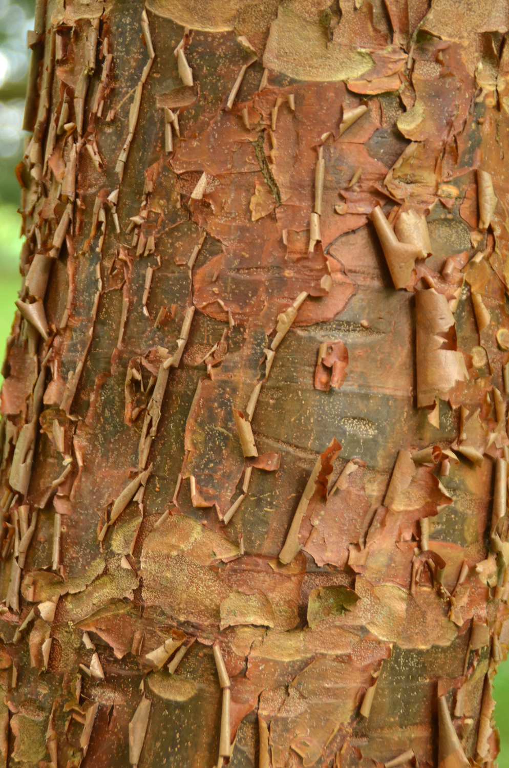 Acer griseum - Stuttgart-Hohenheim - Juli 2023