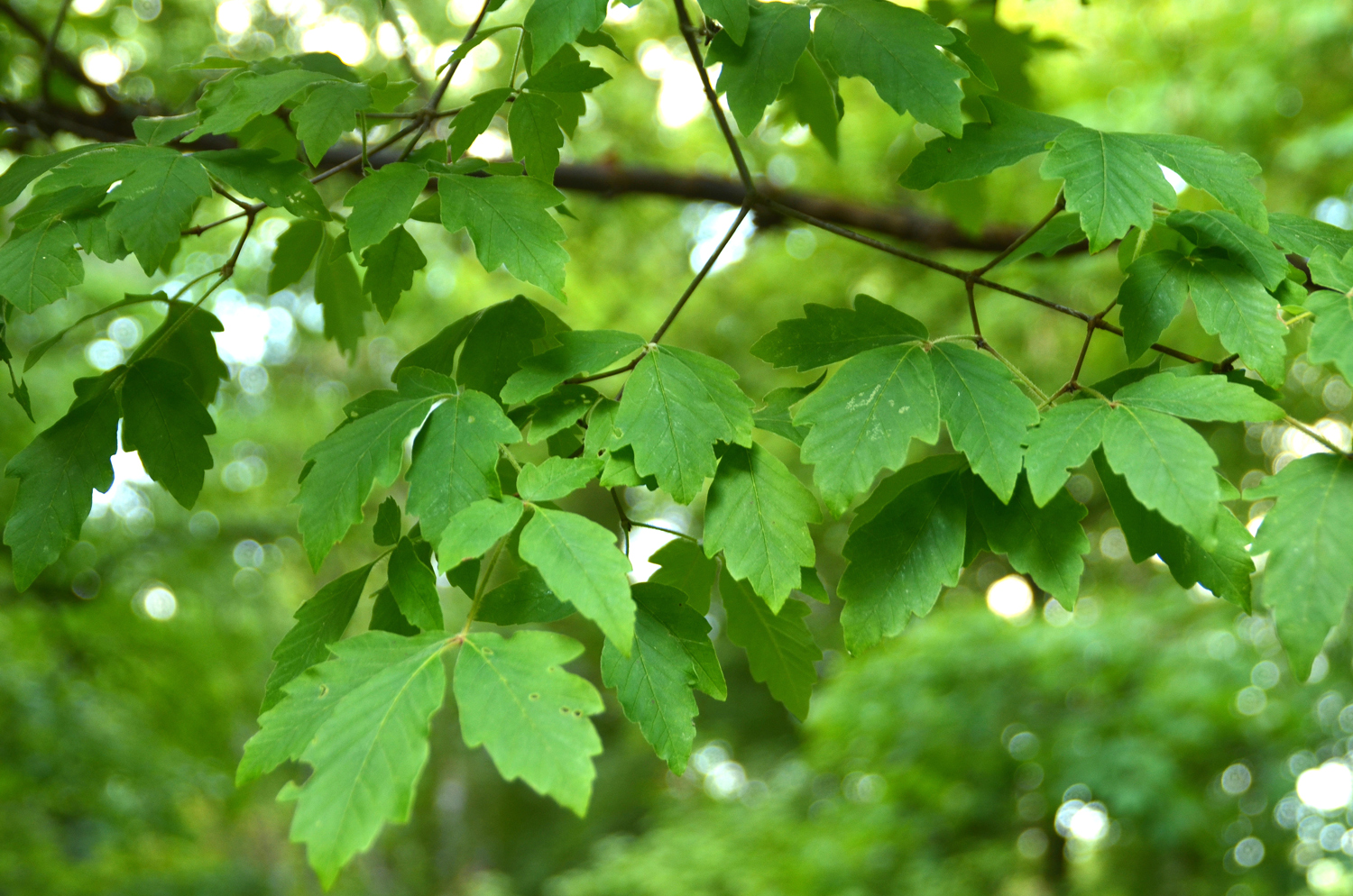 Acer griseum - Stuttgart-Hohenheim - Juli 2023