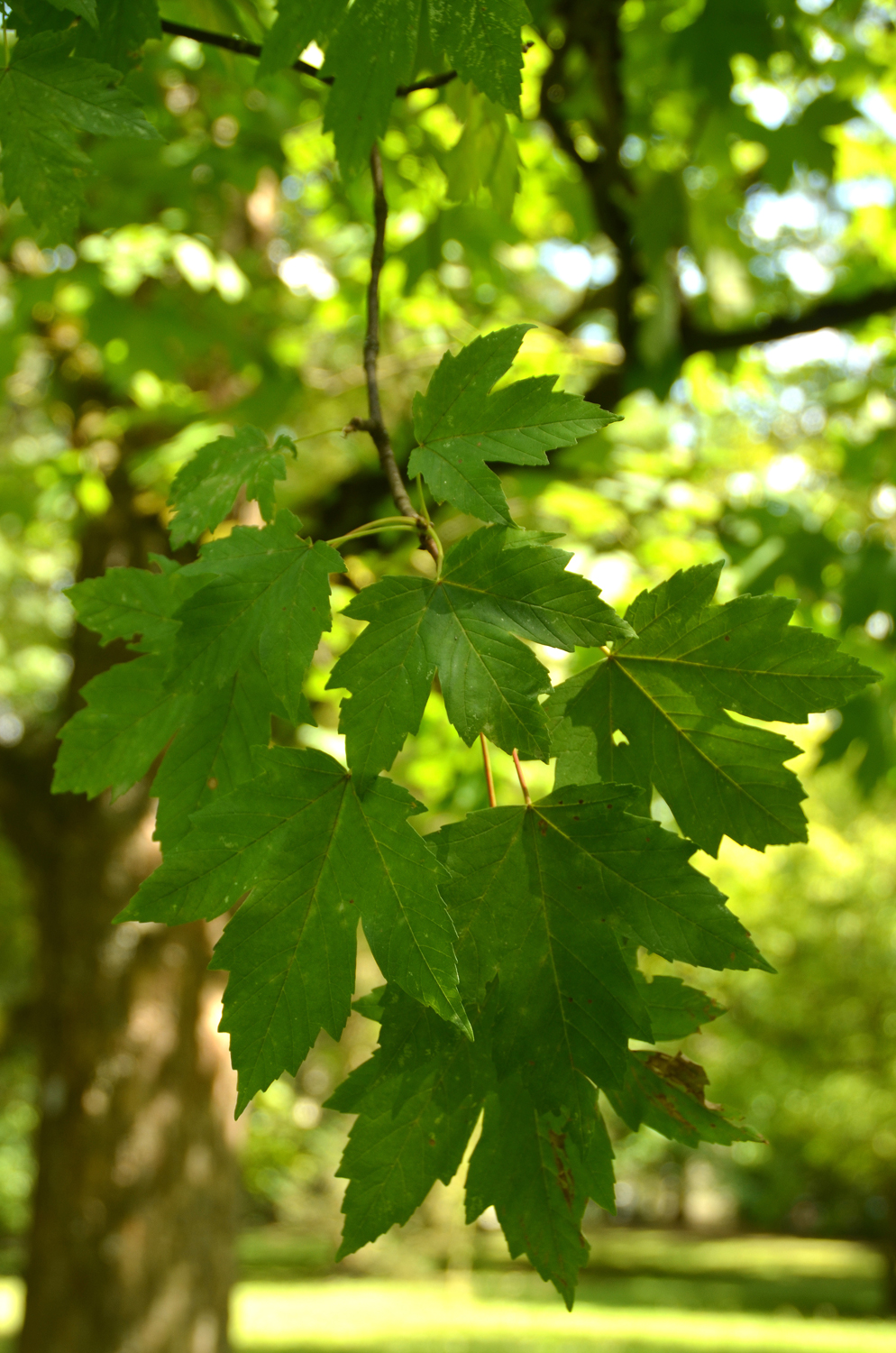 Acer heldreichii subsp. trautvetteri - Stuttgart-Hohenheim - Juli 2023