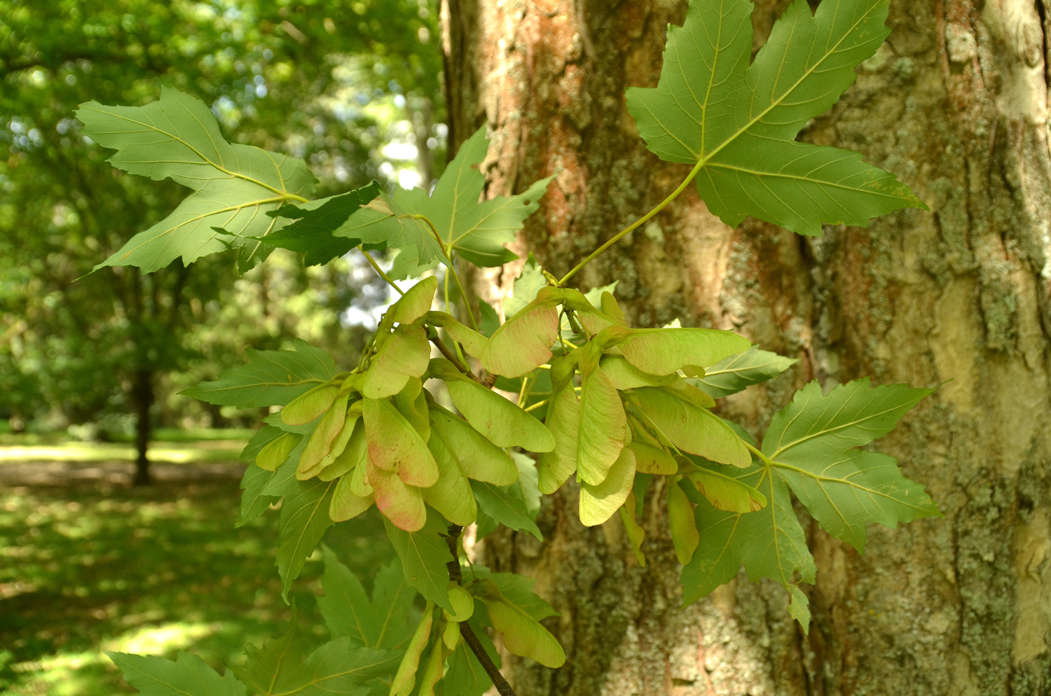 Acer heldreichii subsp. trautvetteri - Stuttgart-Hohenheim - Juli 2023