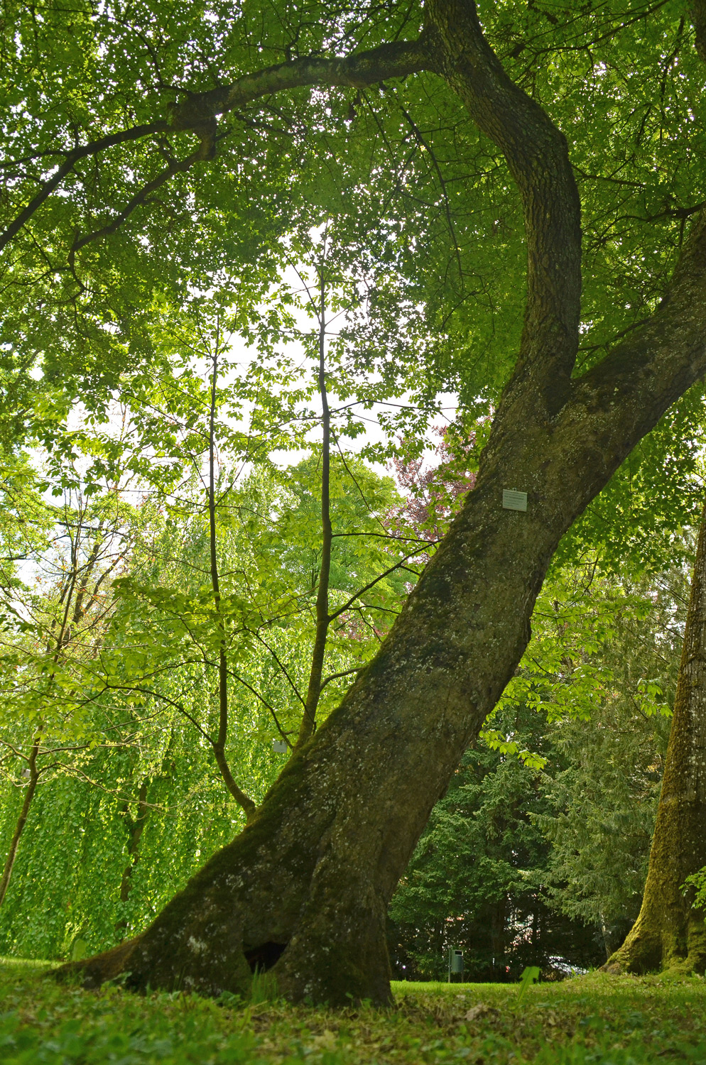 Acer monspessulanum - Stuttgart-Hohenheim - 2022