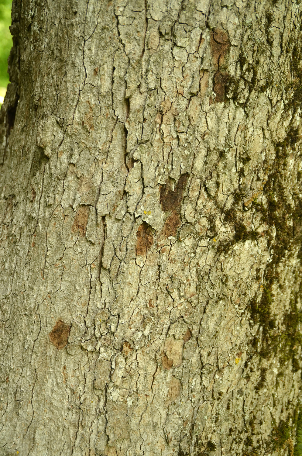 Acer monspessulanum - Stuttgart-Hohenheim - 2022