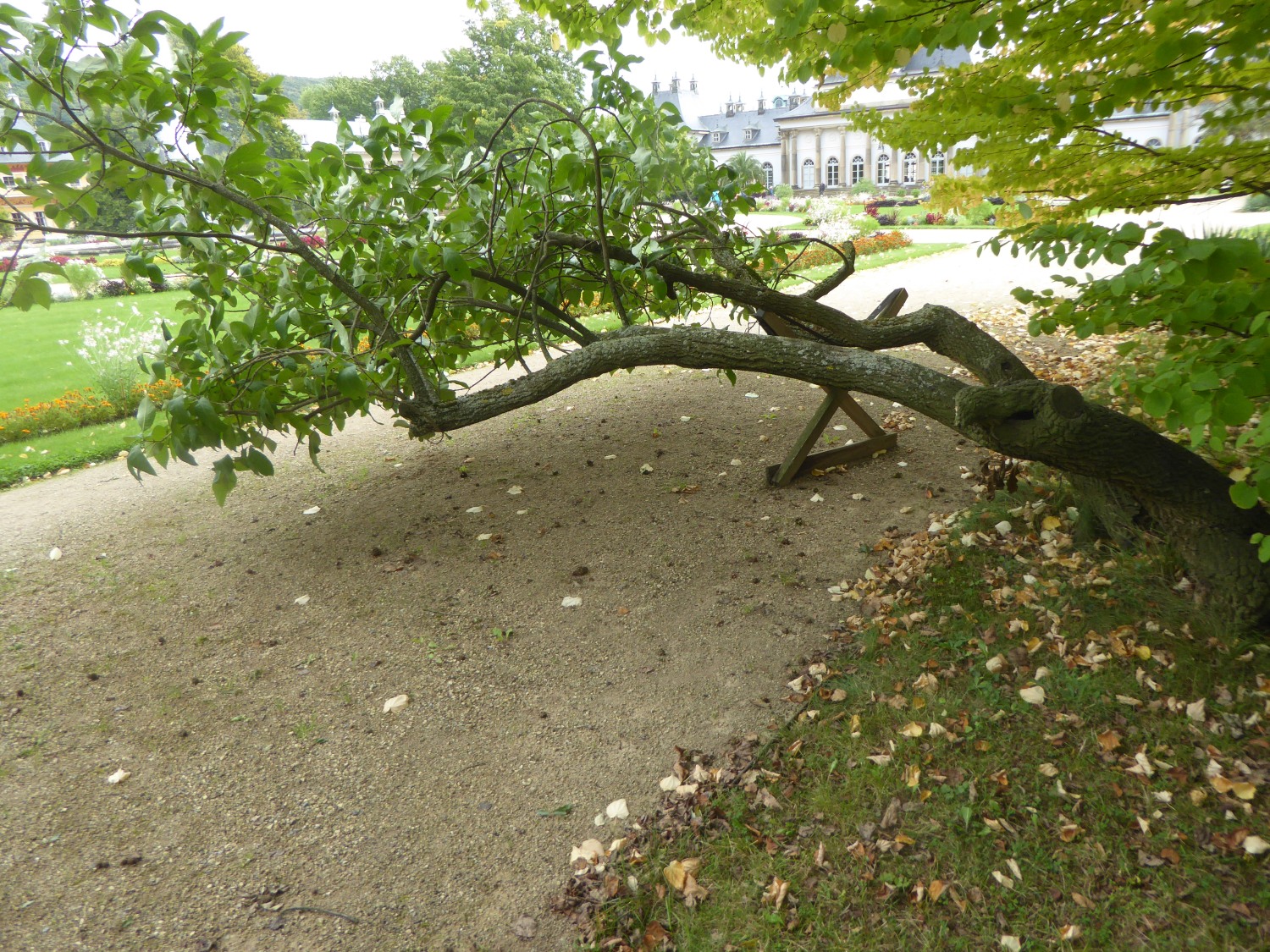 Chionanthus virginicus - Dresden-Pillnitz - Juni 2021