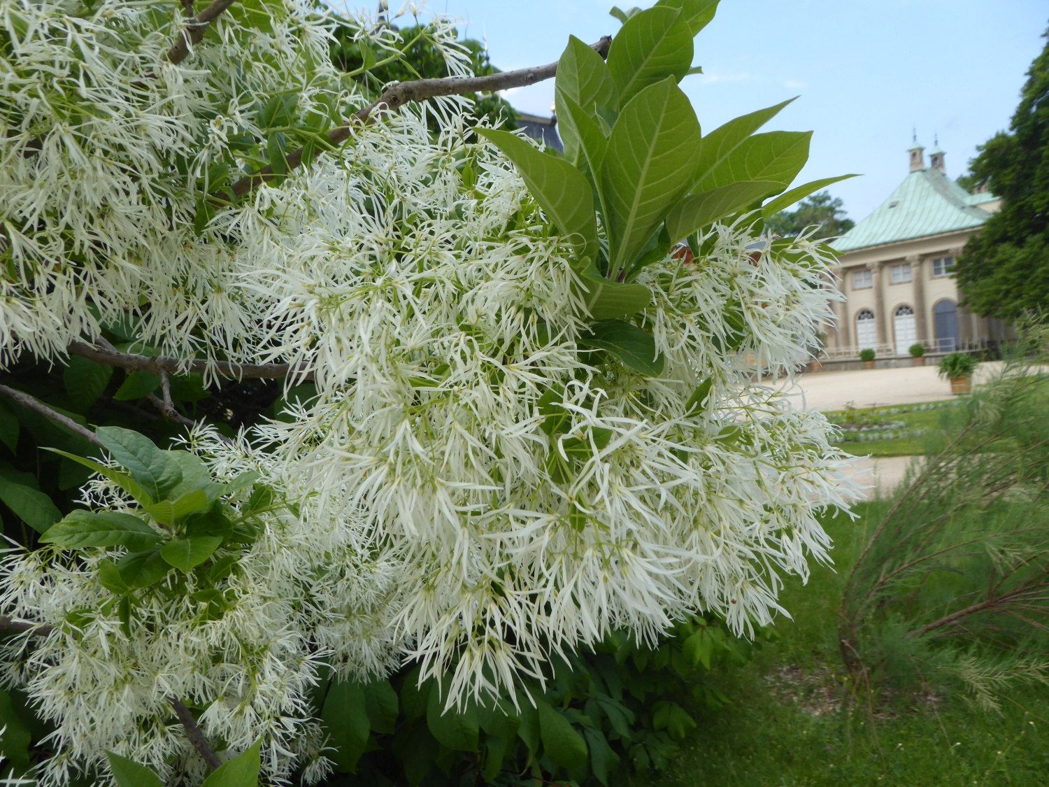 Chionanthus virginicus - Dresden-Pillnitz - Juni 2021