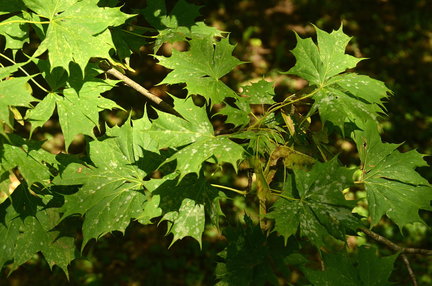 Acer platanoides 'Palmatifidum' - Stuttgart-Hohenheim - Juli 2023