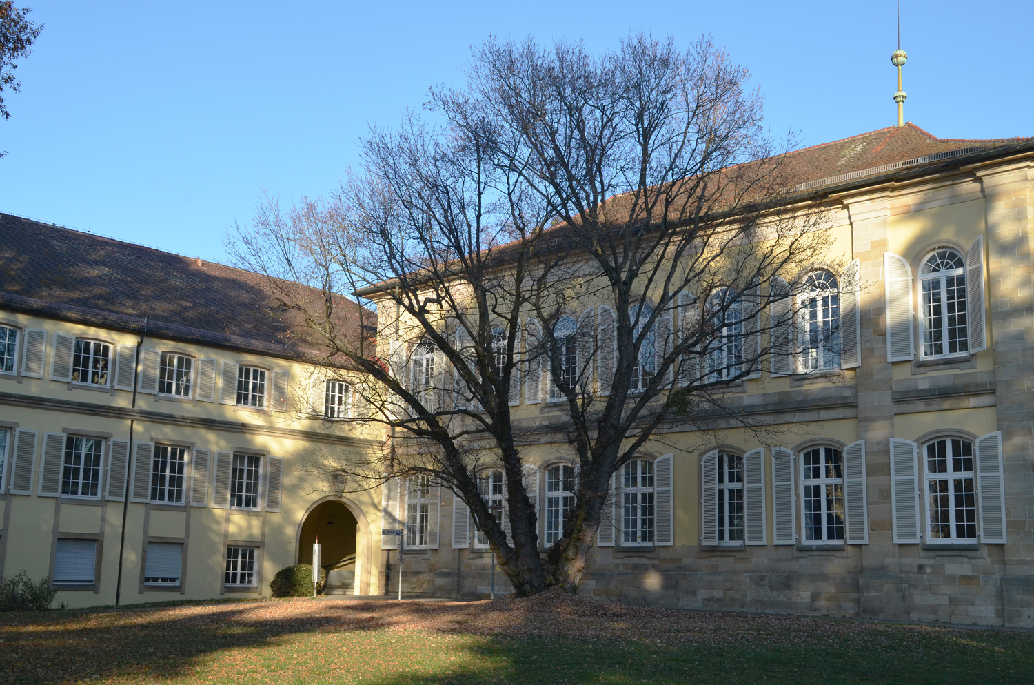 Acer sacharinum - Stuttgart-Hohenheim - November 2018