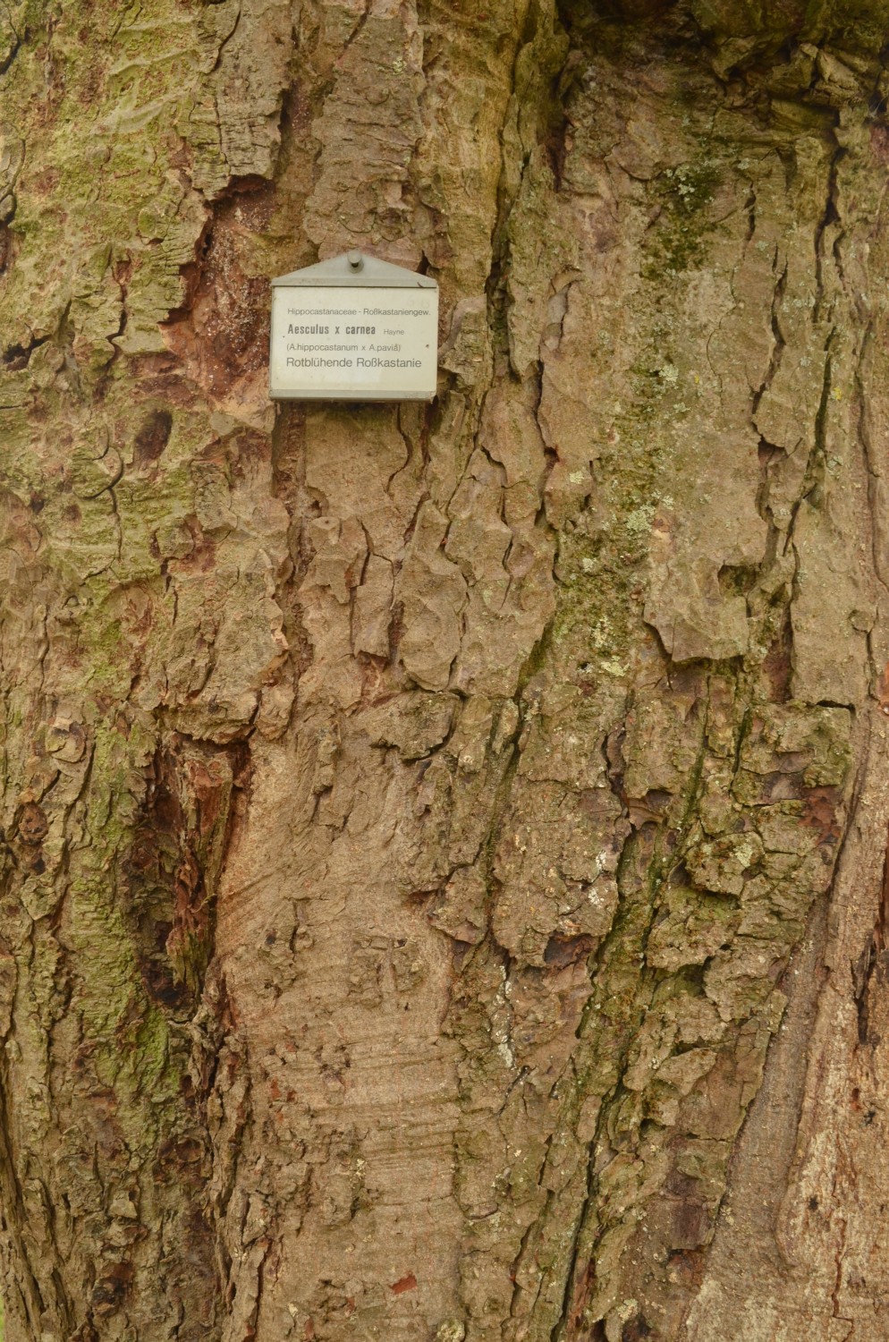 Aesculus × carnea - Stuttgart-Hohenheim - 2021