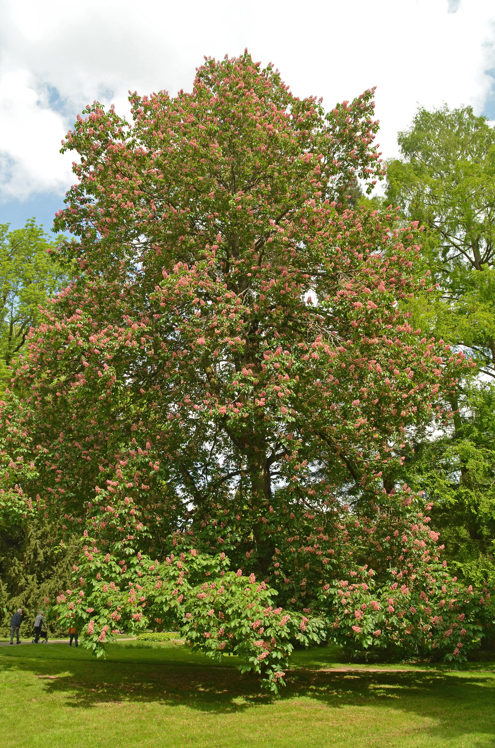Aesculus × carnea - Stuttgart-Hohenheim - 2022