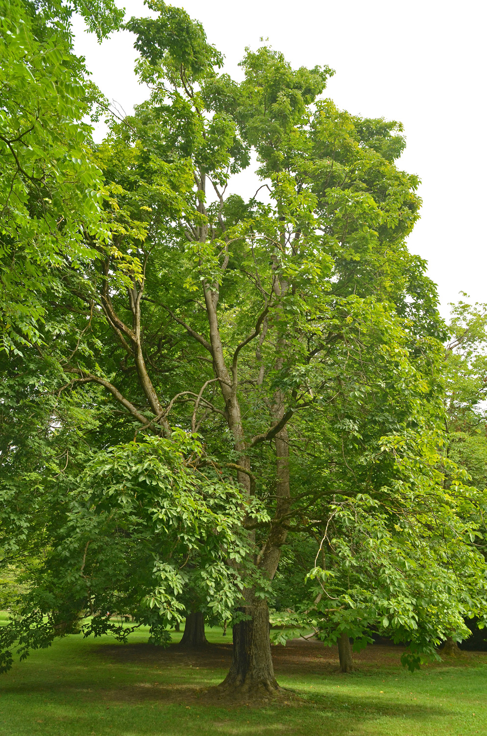 Aesculus × hybrida - Stuttgart-Hohenheim - Juli 2023