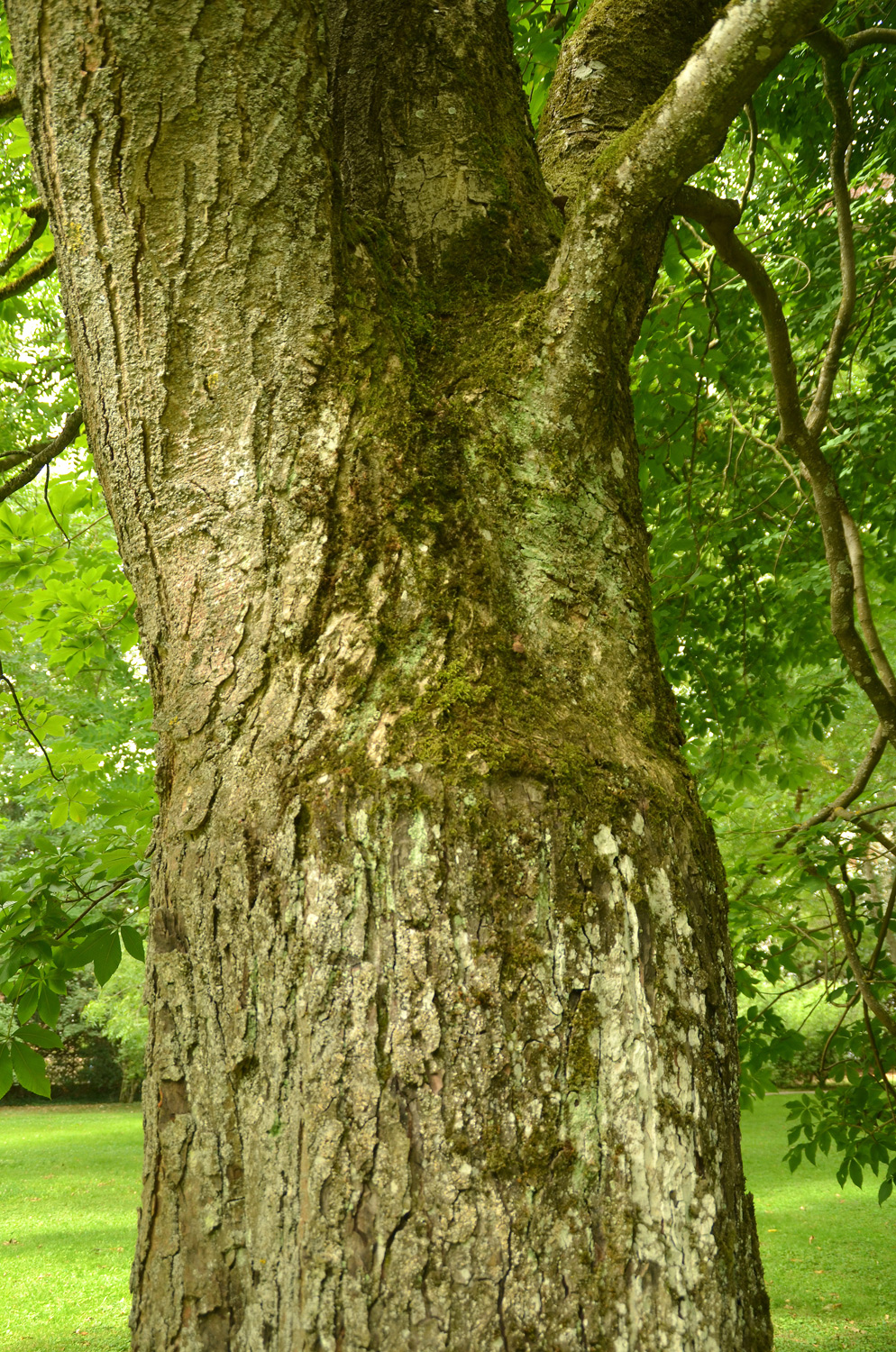 Aesculus × hybrida - Stuttgart-Hohenheim - Juli 2023