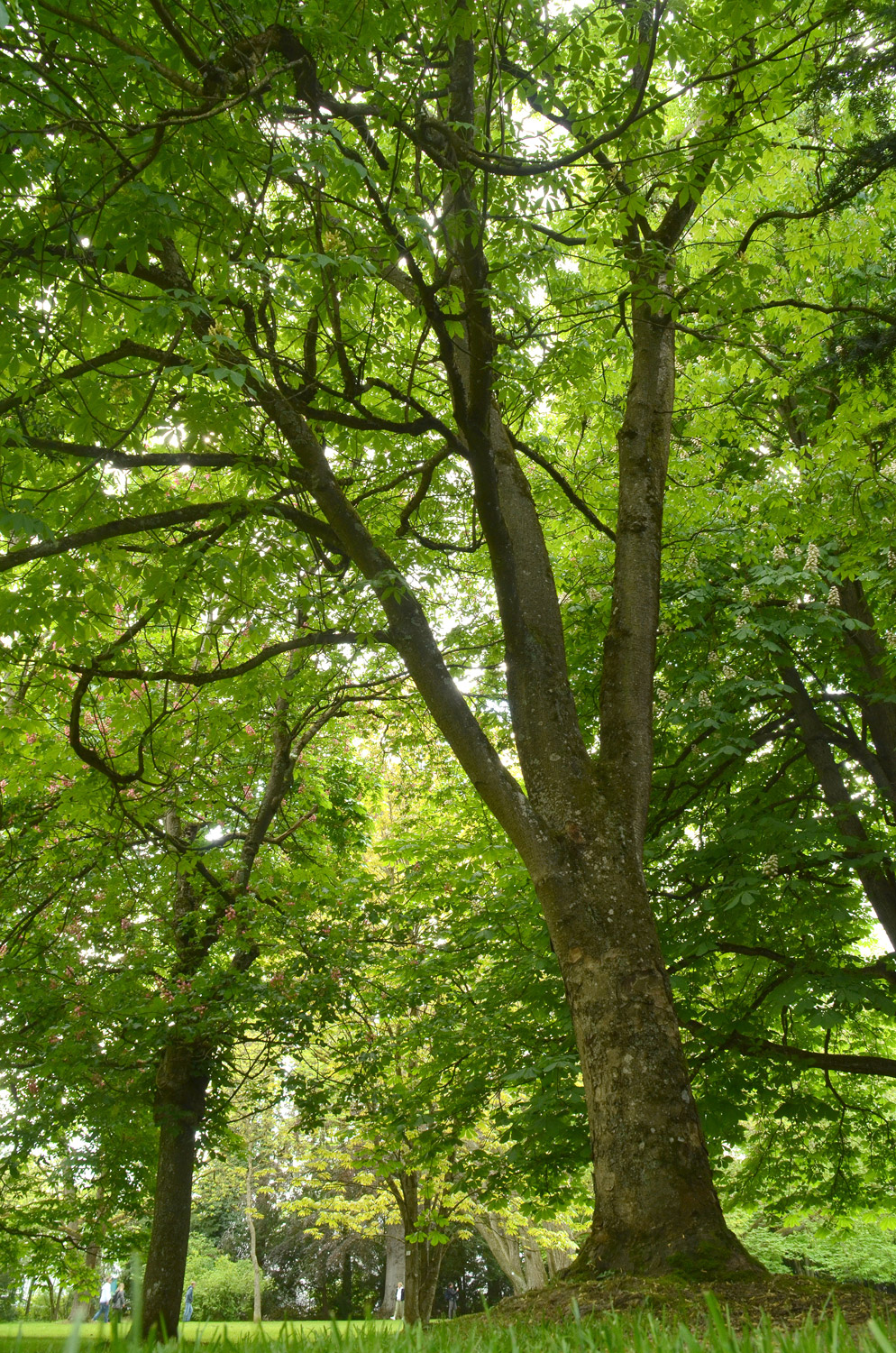 Aesculus flava - Stuttgart-Hohenheim - Mai 2023