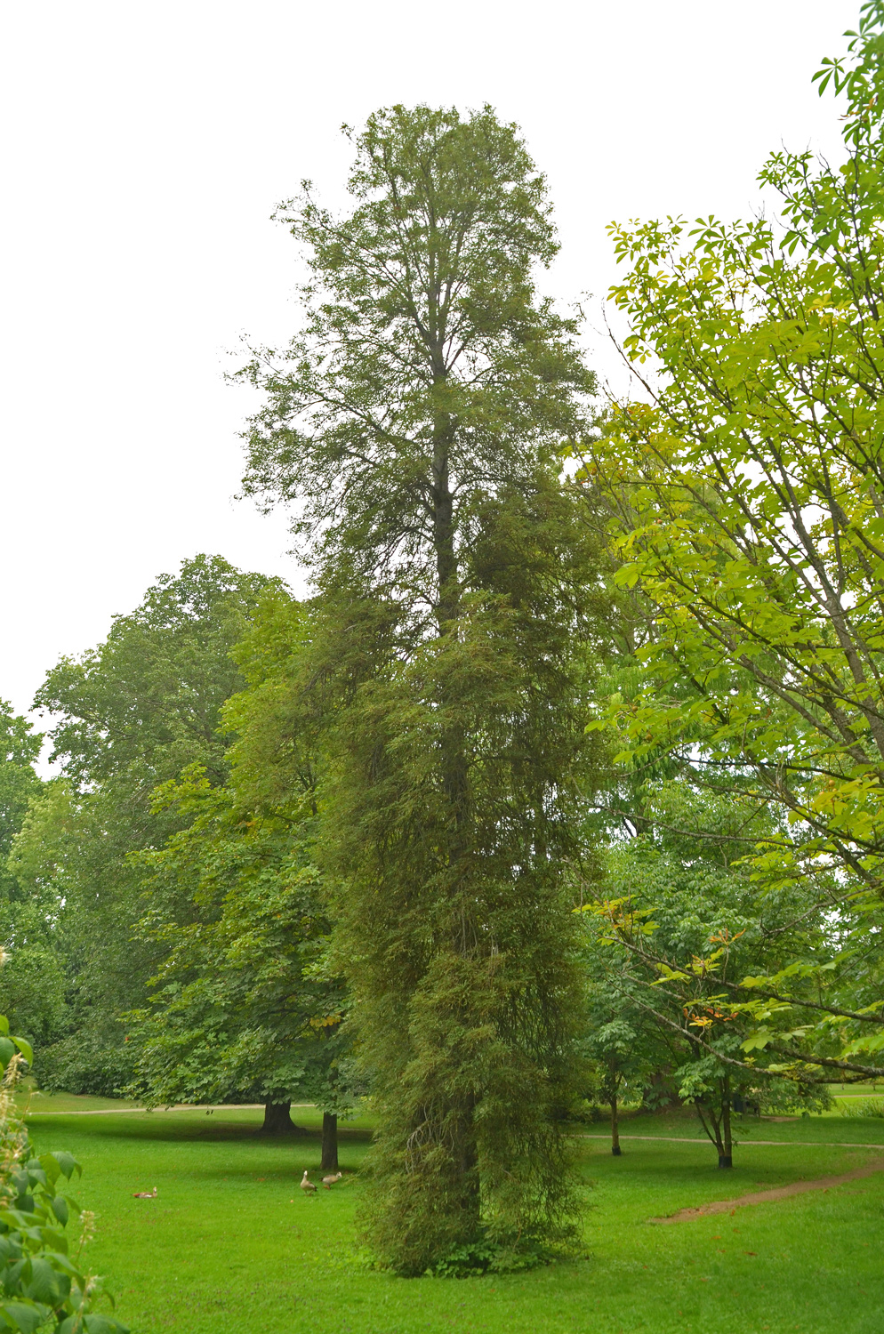 Aesculus hippocastanum 'Laciniata' - Stuttgart-Hohenheim - Juli 2023