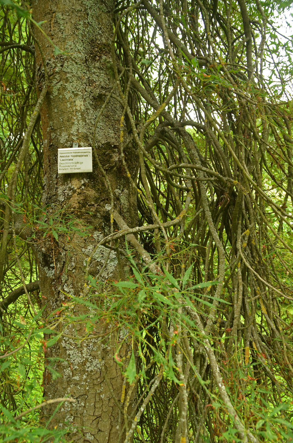 Aesculus hippocastanum 'Laciniata' - Stuttgart-Hohenheim - Juli 2023