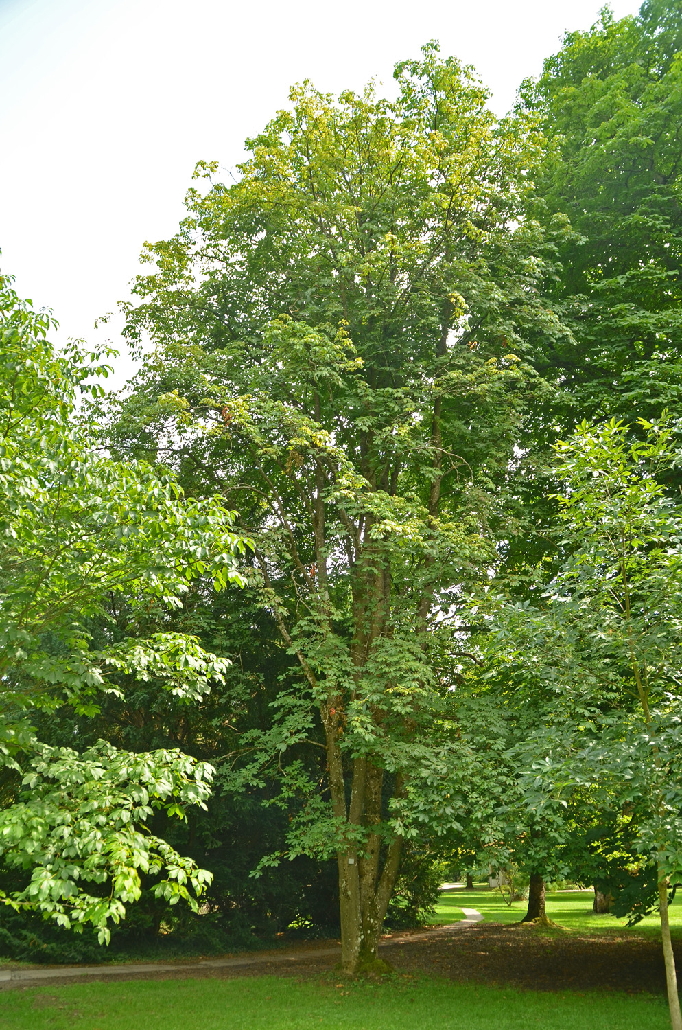 Aesculus pavia - Stuttgart-Hohenheim - Juli 2023