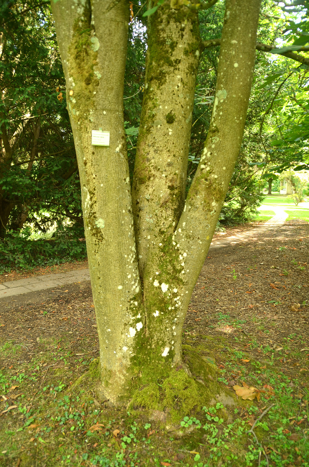 Aesculus pavia - Stuttgart-Hohenheim - Juli 2023