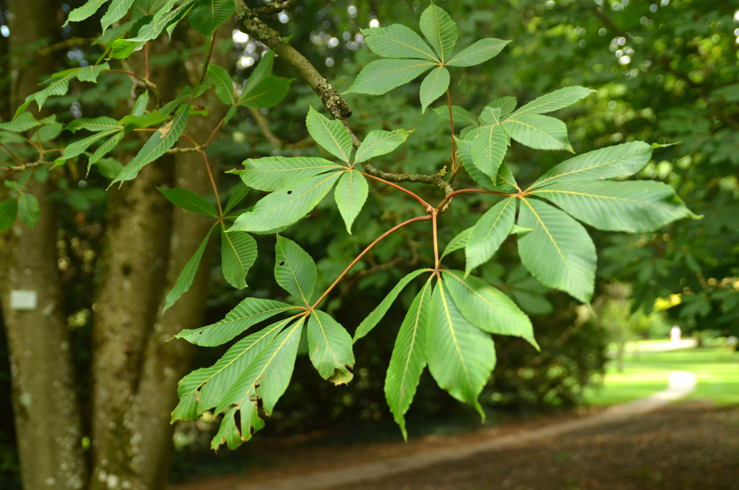 Aesculus pavia - Stuttgart-Hohenheim - Juli 2023