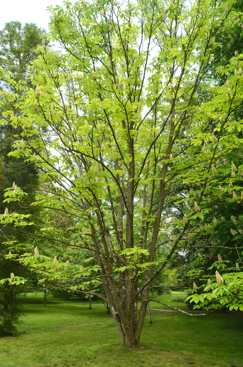 Aesculus turbinata - Stuttgart-Hohenheim - Mai 2023