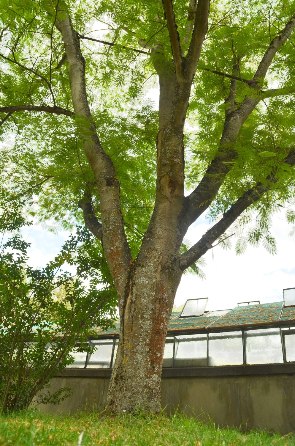 Albizia julibrissin - Stuttgart-Hohenheim - 2022