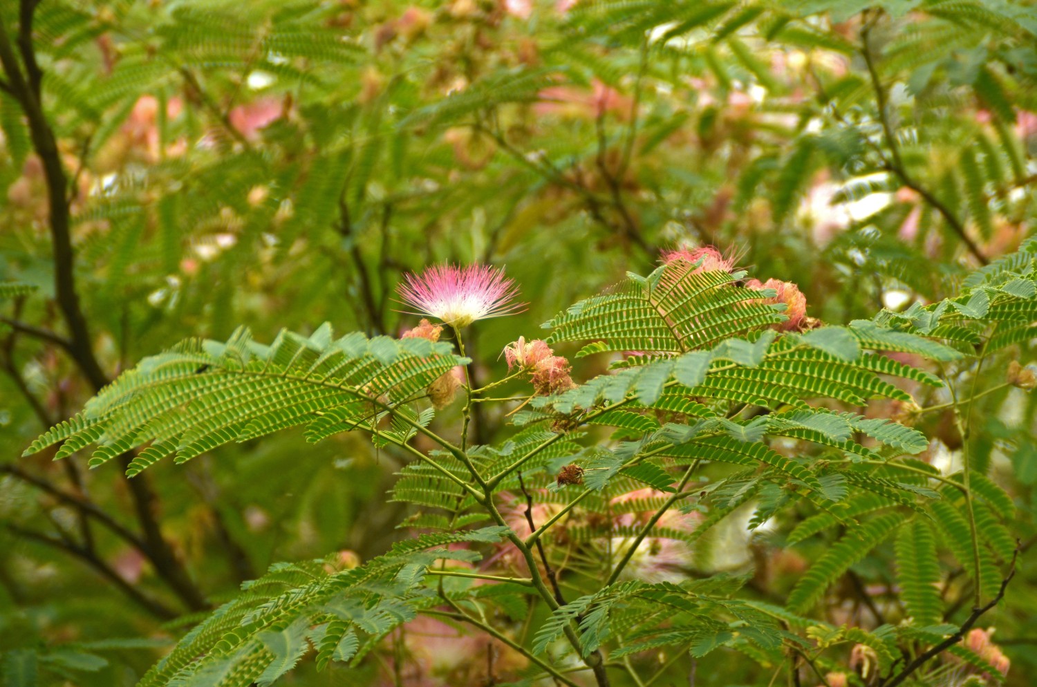 Albizia julibrissin - Stuttgart-Hohenheim - 2022