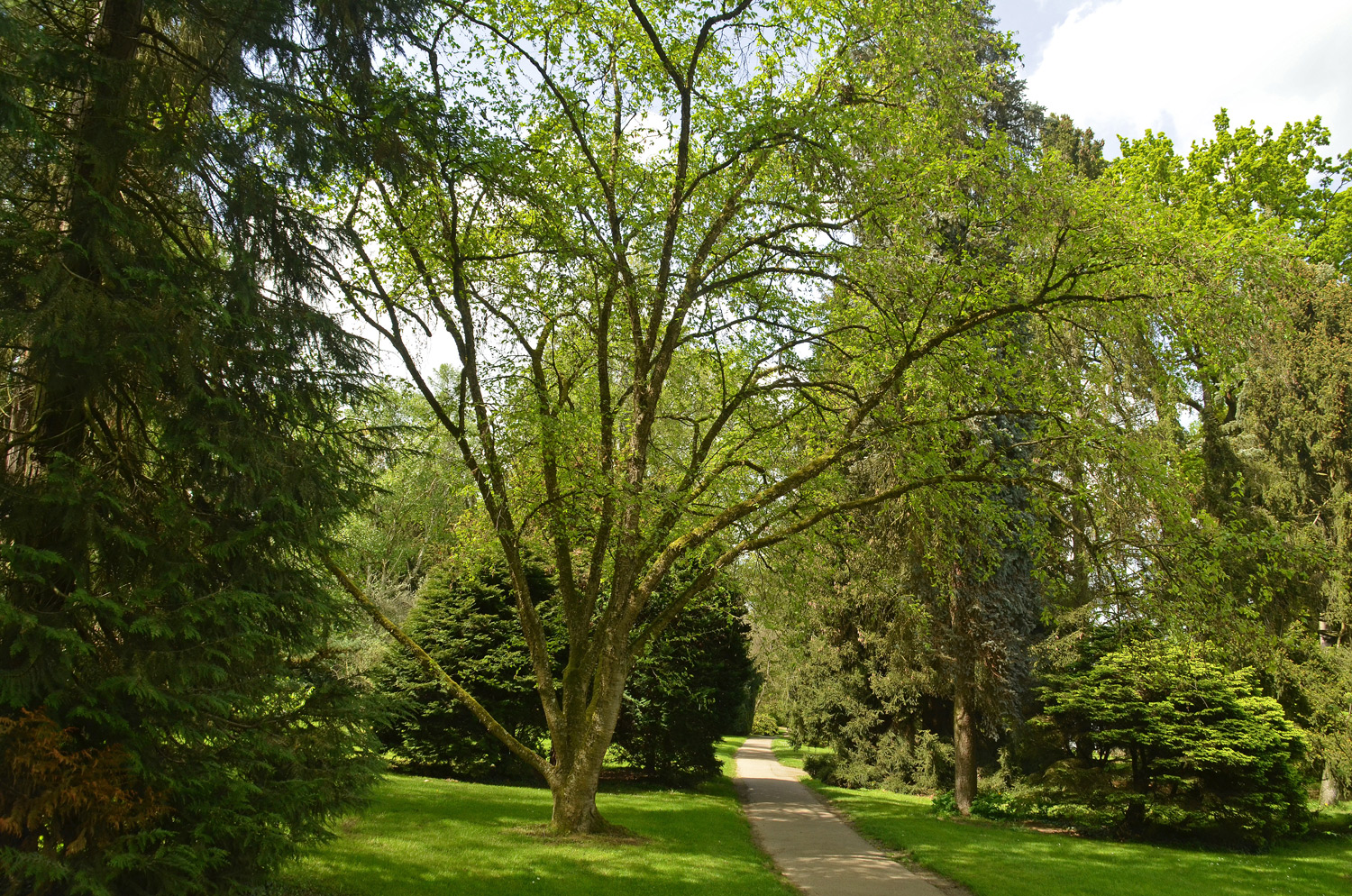 Betula grossa - Stuttgart-Hohenheim - Mai 2023
