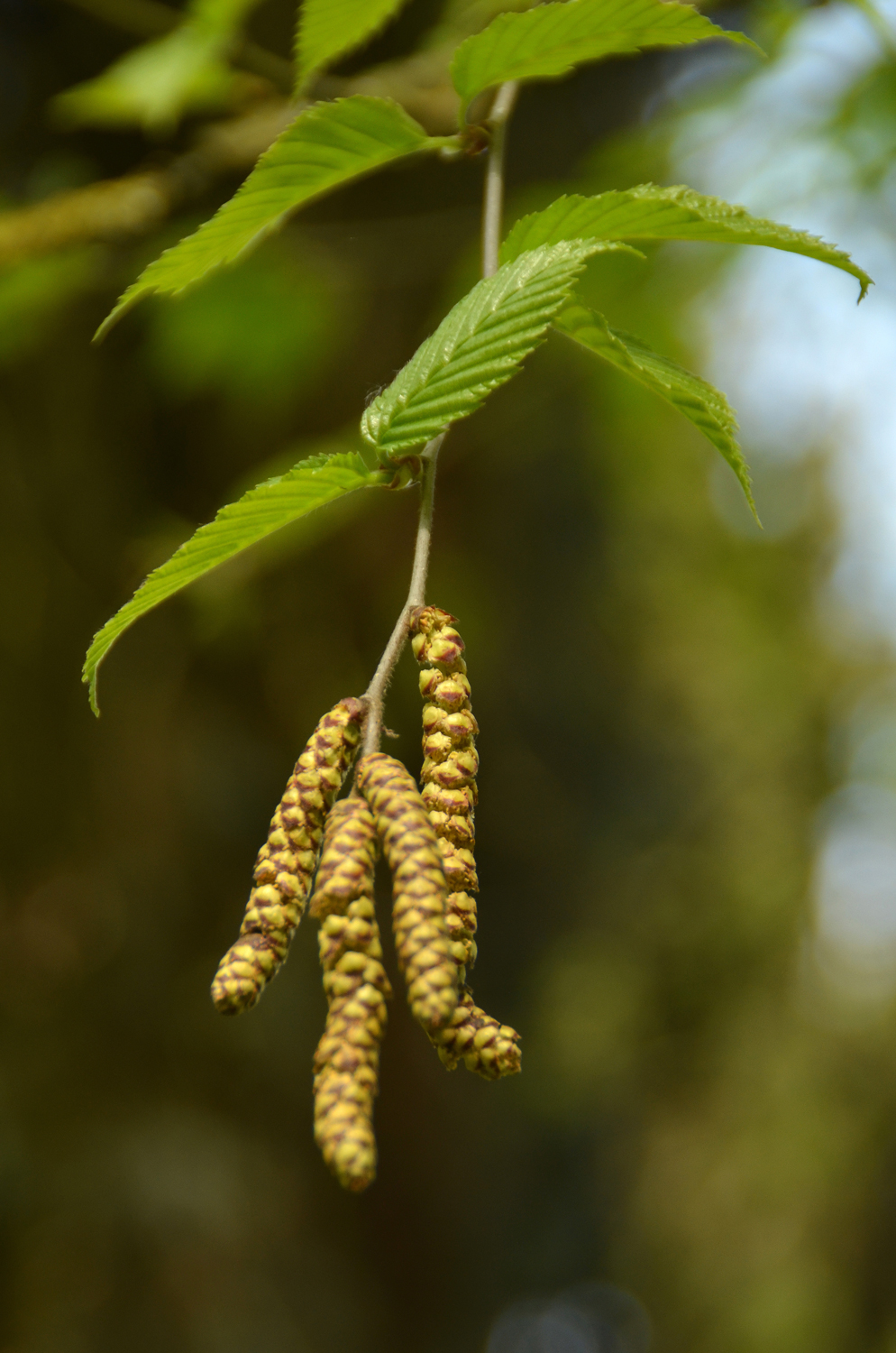 Betula grossa - Stuttgart-Hohenheim - Mai 2023