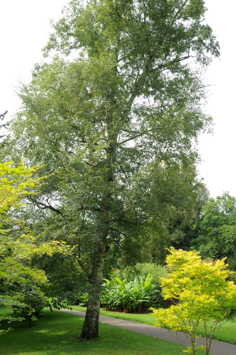Betula pubescens - Stuttgart-Hohenheim - Juli 2014