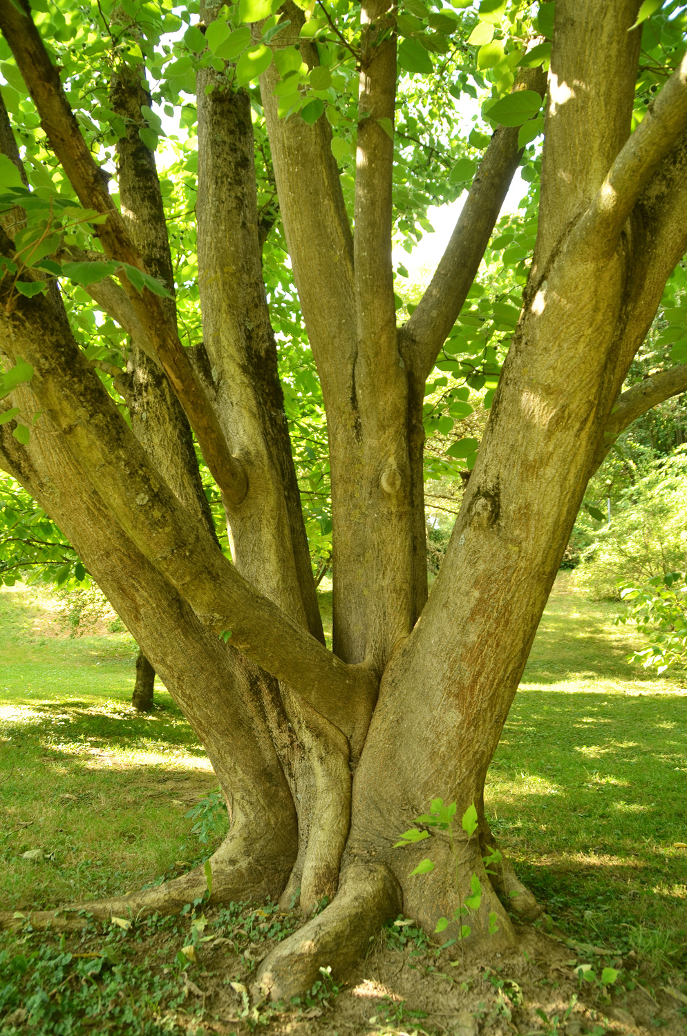 Broussonetia papyrifera - Stuttgart-Hohenheim - Juli 2022