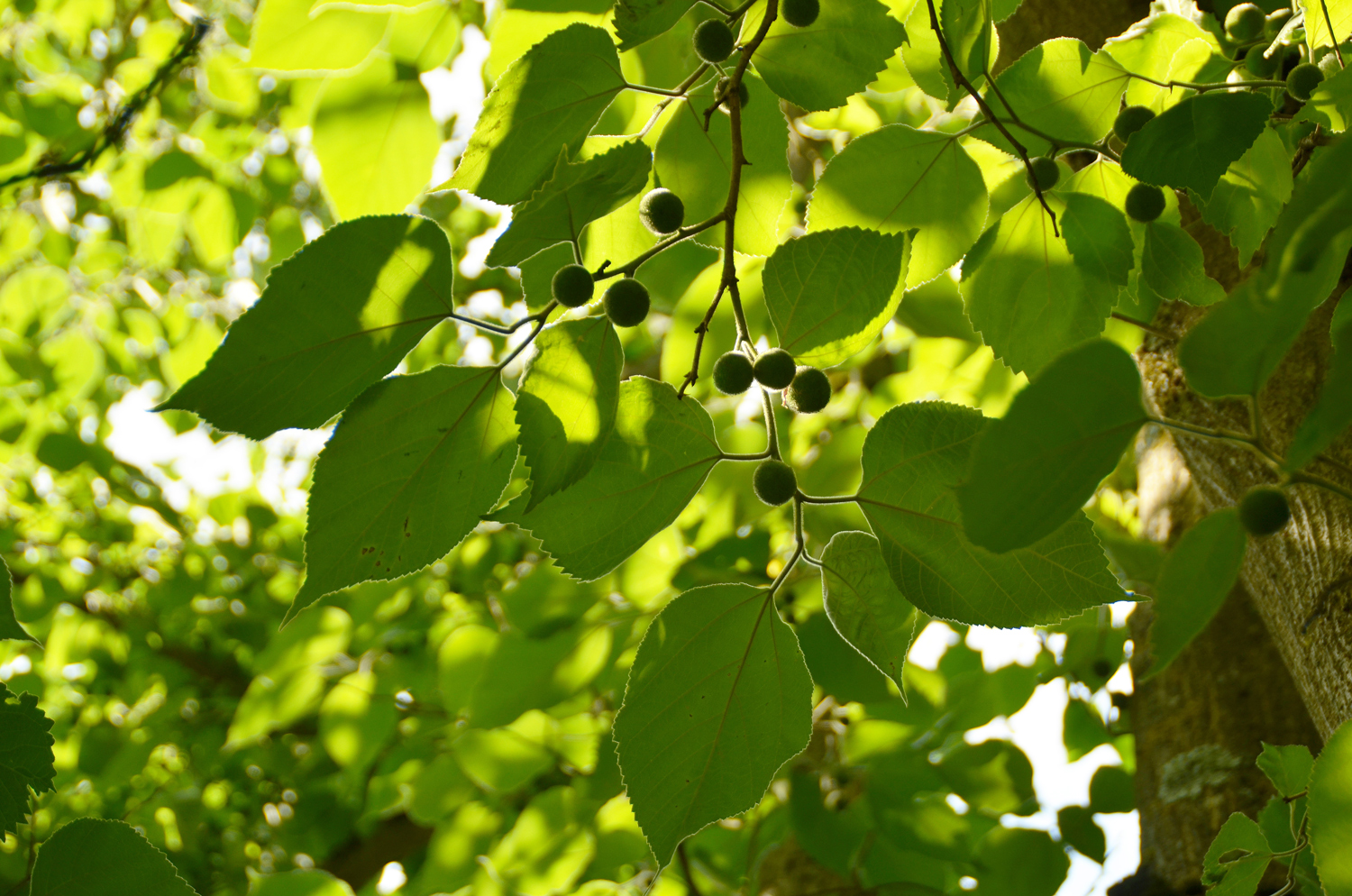 Broussonetia papyrifera - Stuttgart-Hohenheim - Juli 2022