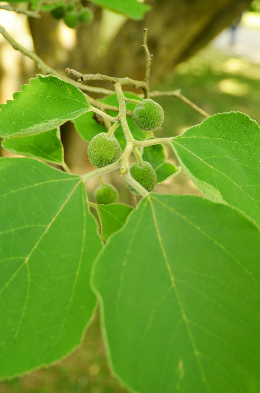 Broussonetia papyrifera - Stuttgart-Hohenheim - Juli 2022