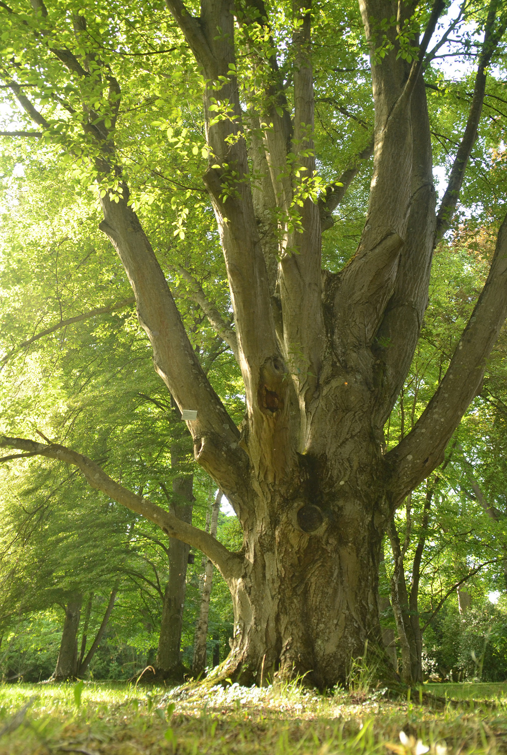 Carpinus betulus 'Fastigiata' - Stuttgart-Hohenheim - Juli 2023