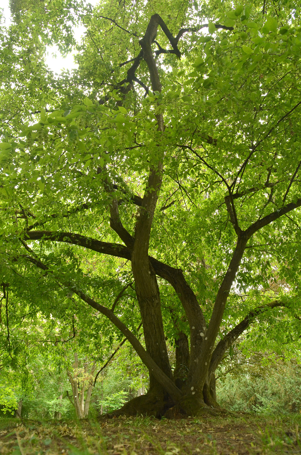 Carpinus caroliana - Stuttgart-Hohenheim - Juli 2023