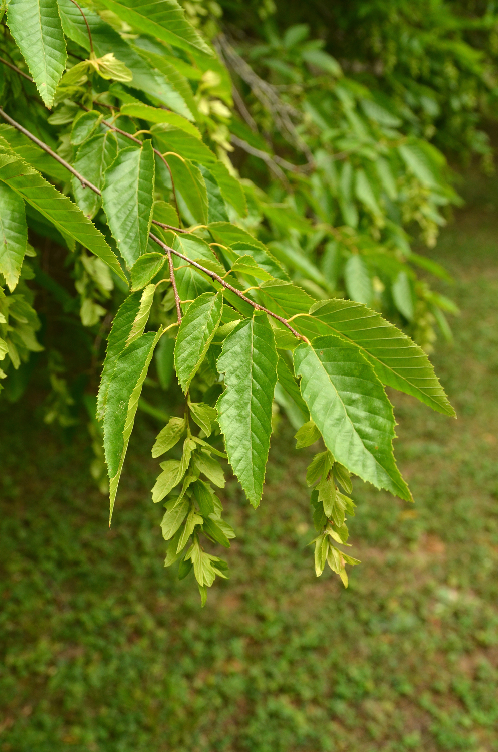 Carpinus caroliana - Stuttgart-Hohenheim - Juli 2023