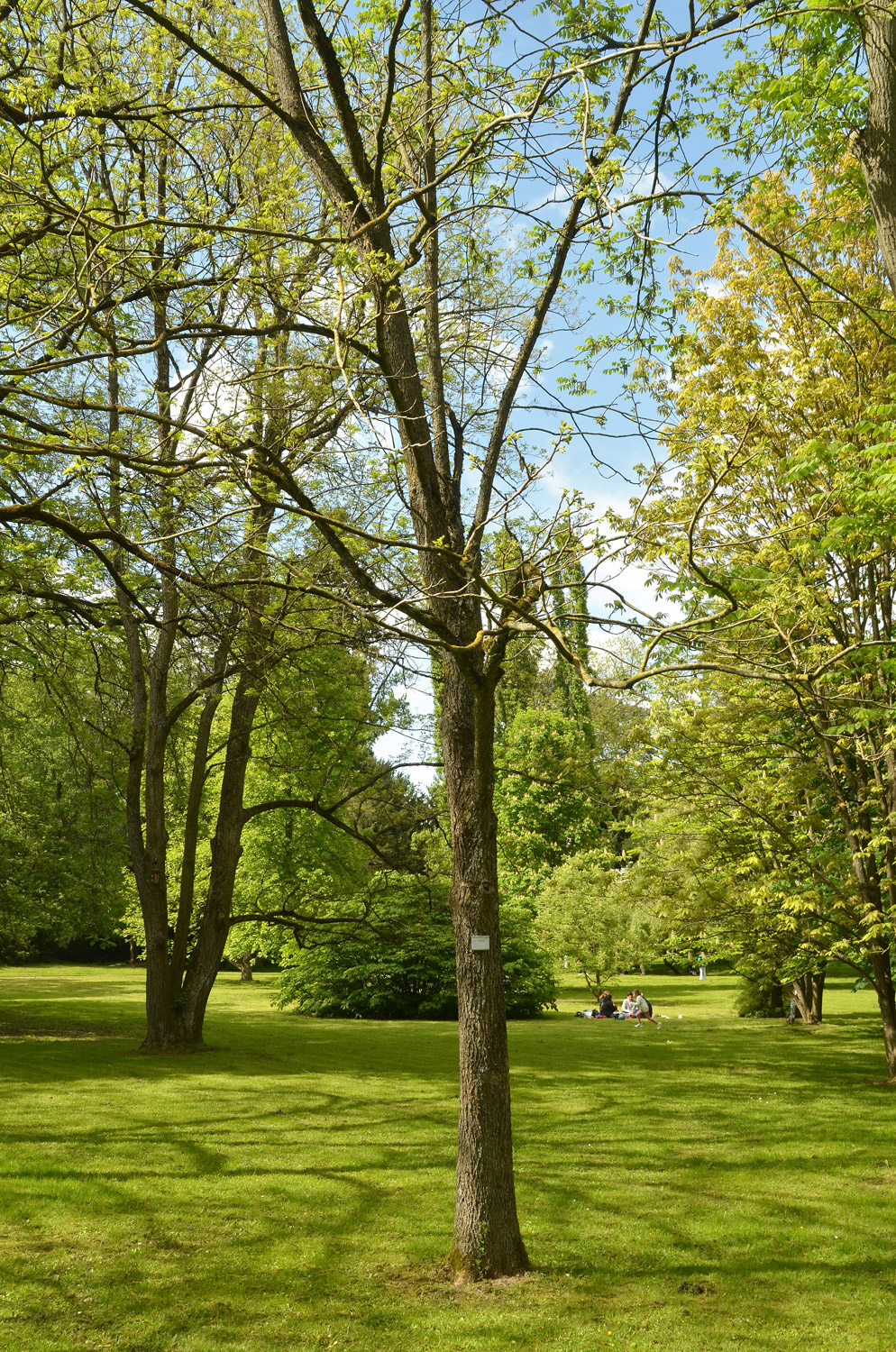 Carya illionoinensis - Stuttgart-Hohenheim - Mai 2023
