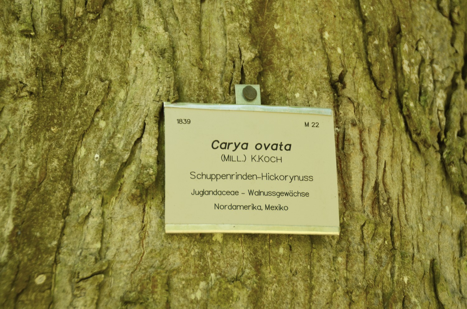 Carya ovata - Stuttgart-Hohenheim - 2022